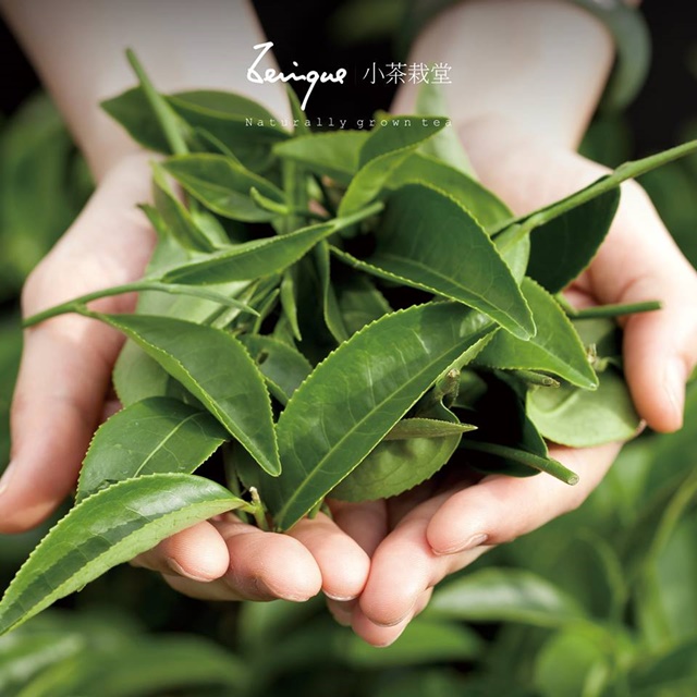 來自台灣的小茶栽堂，以黑烏龍茶、金萱茶、清香烏龍茶三款特色茶榮獲世界級大獎的肯定.jpg