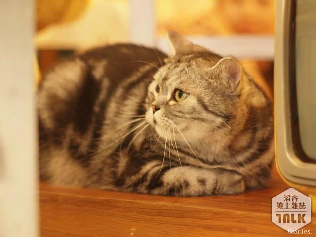 cat7.jpg