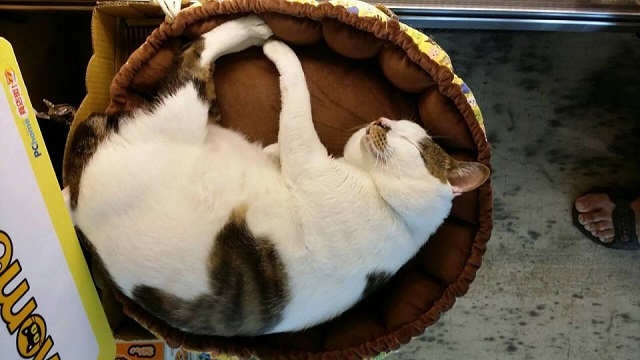 cat35.jpg