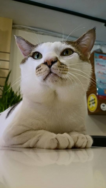 cat36.jpg