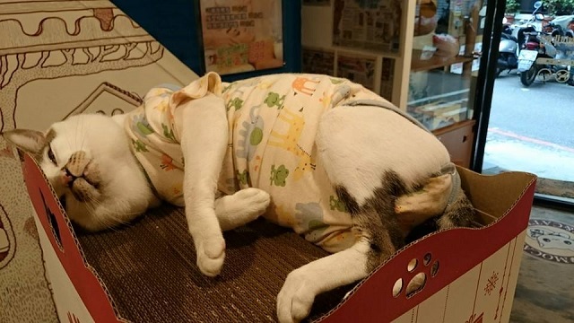 cat37.jpg