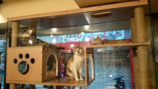 cat38.jpg