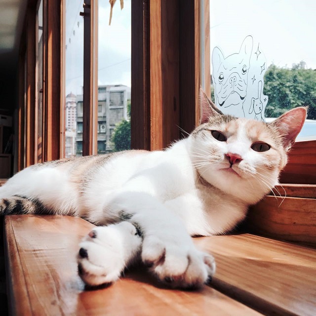 cat39.jpg