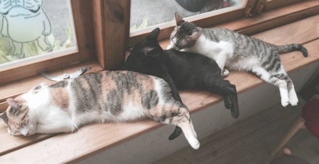 cat44.jpg