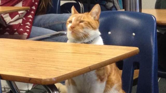 cate6.jpg