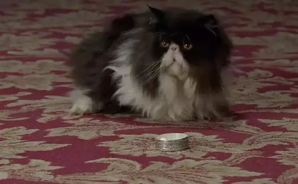 cat.jpg