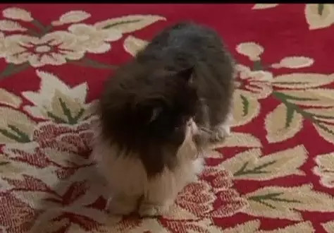 cat1.jpg