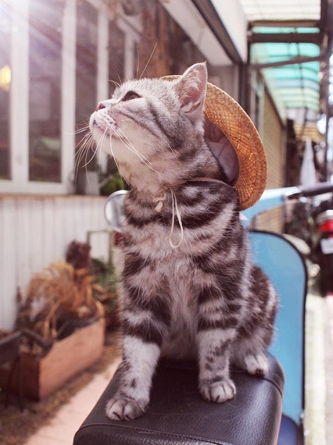 cat10.jpg