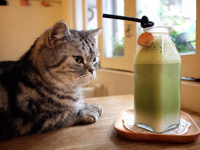 cat13.jpg