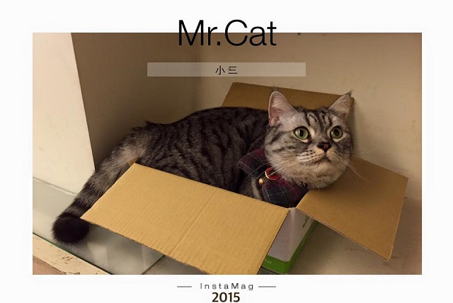 cat14.jpg
