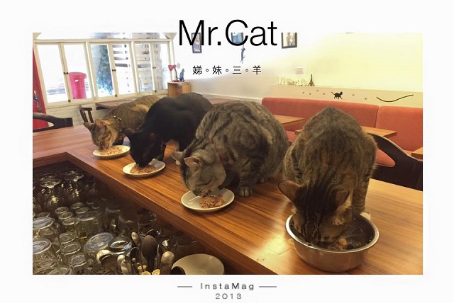 cat15.jpg