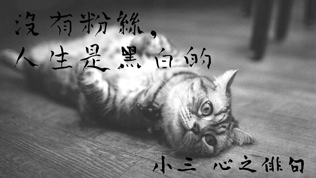 cat17.jpg