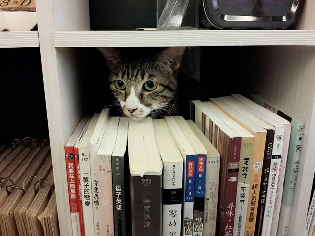 cat18.jpg