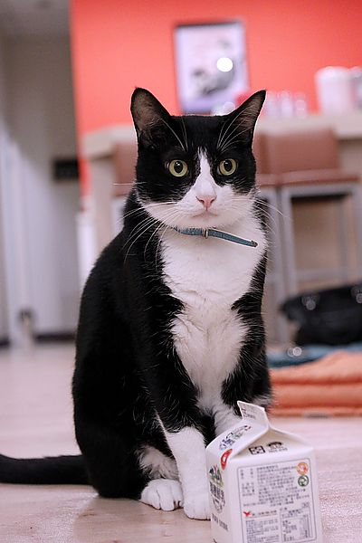 cat20.jpg