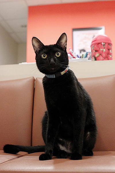 cat21.jpg