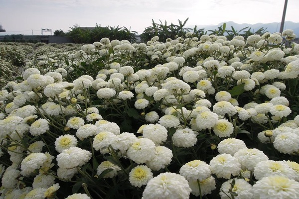 15174659_1225248984213597_1351769629_n