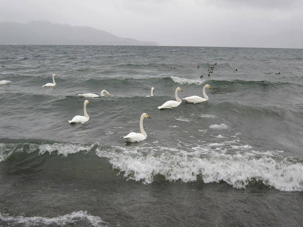 12212464_930511133687385_1030275918_n