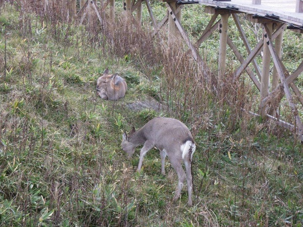 12226636_930511467020685_759059866_n