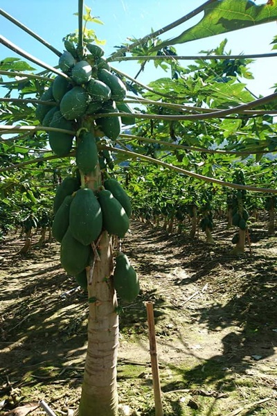 26996094_1749474605124363_255698055_n