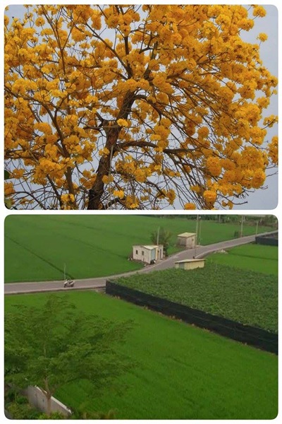 17440413_1393813284023832_1308543582_n