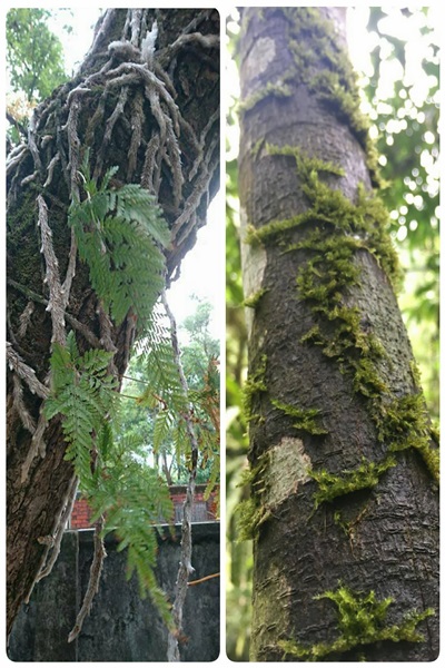 22553863_1626430930762065_81847599_o