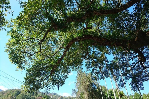 26943524_1749474838457673_1542269694_n