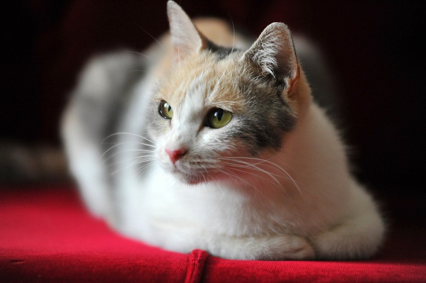cat 01.jpg